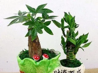 Is it reliable to water money trees with diluted soy sauce? (Scientific analysis of the effects and methods of diluting soy sauce for watering money trees)