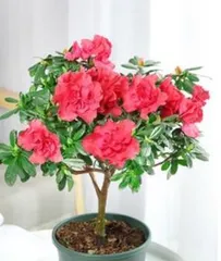 Flowers blooming in all four seasons, with a rich fragrance (Introduction to flower varieties and care techniques) 2