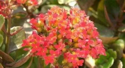 How to prune broadleaf kalanchoe, "Broadleaf Kalanchoe pruning techniques and care guide"3