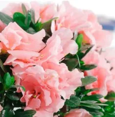 Flowers blooming in all four seasons, with a rich fragrance (Introduction to flower varieties and care techniques) 3