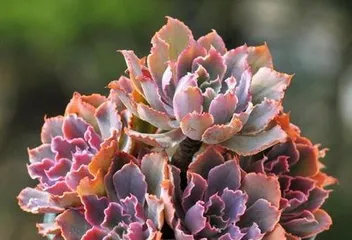 How to Propagate Kalanchoe thyrsiflora, Detailed Techniques for Division, Stem Cutting, and Leaf Cutting