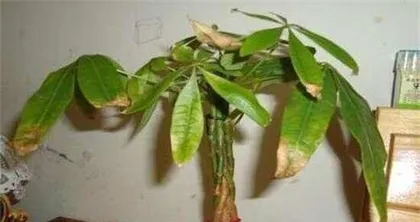 What should I do if the money tree wilts? Teach you how to save the life of the plant!