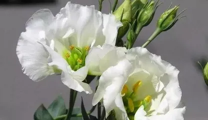 What is the meaning of the Eustoma flower? It symbolizes eternal love and the beauty of purity.