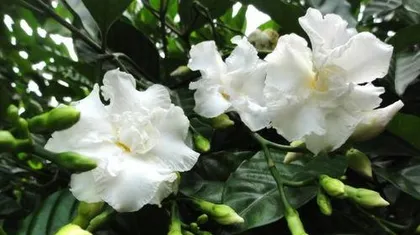 How to grow Bauhinia fast, Bauhinia rapid growth care guide