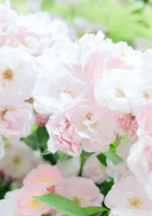 How to Grow Roses: A Practical Guide from Seed Selection to Care