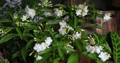 狗牙花怎么养长得快,狗牙花快速生长养护攻略2