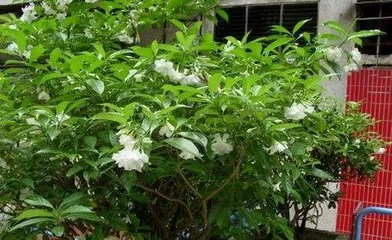 狗牙花怎么养长得快,狗牙花快速生长养护攻略3