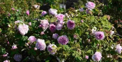 How to grow roses, a practical guide from selection to care 2