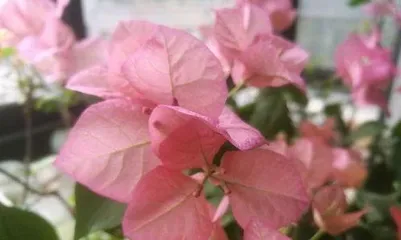 Why do Bougainvillea leaves fall off? Cause analysis and care tips
