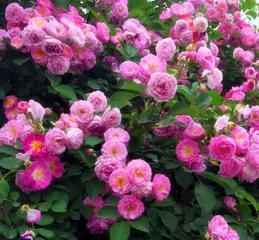 How to grow roses, a practical guide from selection to care 3