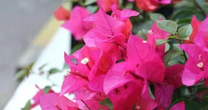 三角梅为什么掉叶子,原因分析与养护攻略2