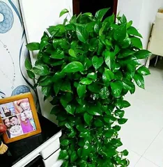 Care of indoor pothos: Watering (How to master the watering time and method for indoor pothos)
