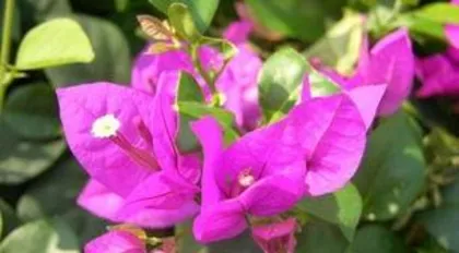 三角梅为什么掉叶子,原因分析与养护攻略3