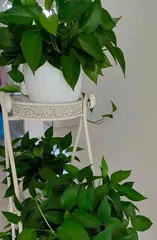 Caring for Indoor Pothos: Watering (How to Master the Timing and Method of Watering Indoor Pothos) 2
