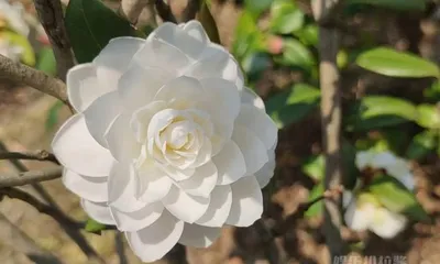 The Meaning and Symbolism of White Camellia (Exploring the Mysterious World of White Camellia and Revealing Its True Significance)