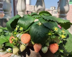 Strawberry Flowering and Fruiting Time and Care Techniques (Spring is the season for strawberries to bloom, how to care for strawberries to increase fruit yield?)
