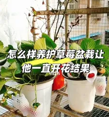 Strawberry Flowering and Fruiting Time and Care Tips (Spring is the season for strawberry flowering, how to care for strawberries to increase fruit yield?) 2