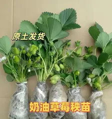 Strawberry Flowering and Fruiting Time and Care Tips (Spring is the season for strawberry flowering, how to care for strawberries to increase fruit yield?) 3