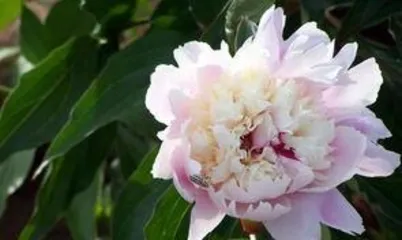 How to Grow Peonies: A Practical Guide from Seedling to Care
