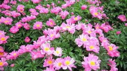 How to grow peonies, a practical guide from sowing to care 2