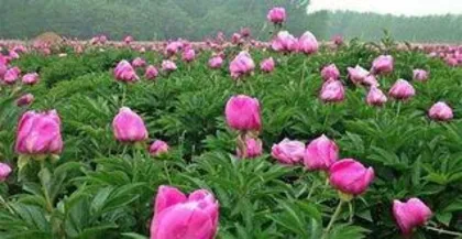 How to grow peonies, a practical guide from sowing to care 3
