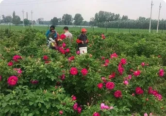 How to Grow Roses: A Comprehensive Guide from Seed Selection to Care