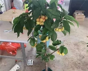 Creating beautiful Japanese cherry blossom bonsai, from cultivation to care! (Step by step guide to becoming a "master" of Japanese cherry blossom bonsai!)