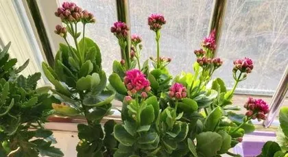 What to do if the long-life flower doesn't bloom? Comprehensive care guide