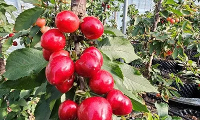 Creating a beautiful large cherry bonsai, from cultivation to care! (Step by step to teach you to become a "master" of large cherry bonsai!) 2