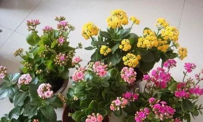 How to make your Kalanchoe bloom, a comprehensive care guide 2