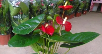 Is the scarlet daylily toxic? (What precautions should be taken when caring for it indoors?)