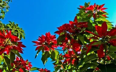 Is the Red Spider Lily toxic? (What to pay attention to for indoor care?) 2