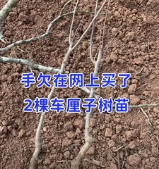 Creating a beautiful large cherry bonsai, from cultivation to care! (Step by step to teach you to become a "master" of large cherry bonsai!) 3