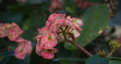 Is the Red Spider Lily toxic? (What to pay attention to for indoor care?) 3