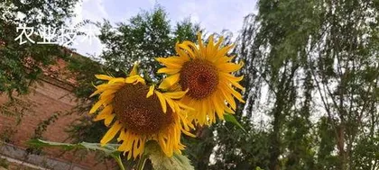 How to Grow Sunflowers: A Practical Guide from Seed Selection to Care
