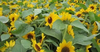 How to plant sunflowers, a practical guide from seed selection to care 2