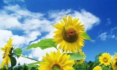 How to plant sunflowers, a practical guide from seed selection to care 3