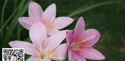 石斛花怎么养殖方法和注意事项,从土壤到养护,全方位解析2