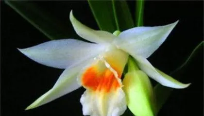 石斛花怎么养殖方法和注意事项,从土壤到养护,全方位解析3