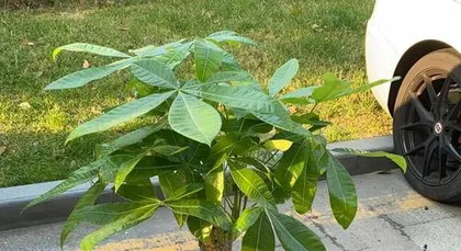 When is the best season to repot a money tree? The best season for repotting a money tree and things to note