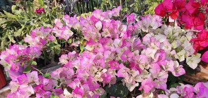 Why are bougainvillea flowers falling off? Exploring the causes and care guide