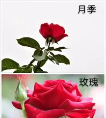What are the differences between roses and peonies, exploring the similarities and differences of the sisters in the flowers