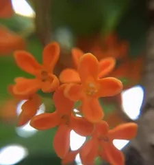 A Comprehensive Guide to Indoor Care of Golden Osmanthus (Flourish Your Golden Osmanthus with No Worries)