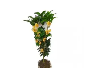 金桂花在室内养护的全方位指南(无忧养花,你也可以拥有盛开的金桂花)2