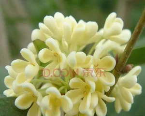 金桂花在室内养护的全方位指南(无忧养花,你也可以拥有盛开的金桂花)3