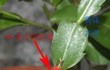 How to Graft Christmas Cactus, Easily Create a Beautiful Flowering Tree