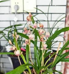 How to water Jian兰 for healthy growth? (Small tips and precautions for caring for Jian兰)