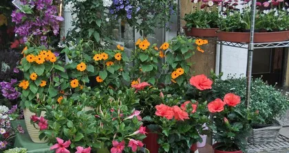 Cultivating Begonias, a tapestry of blooms (Simple and easy-to-learn cultivation methods and key care tips to help you easily create a beautiful begonia garden)