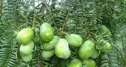 How to Grow Torreya bonsai tree, Torreya bonsai tree Planting Techniques and Care Guide