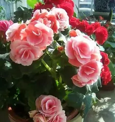 Caring for Begonia for a Profusion of Flowers (Simple and Easy-to-Learn Cultivation Methods and Key Care Points to Help You Easily Create a Beautiful Begonia Garden) 2